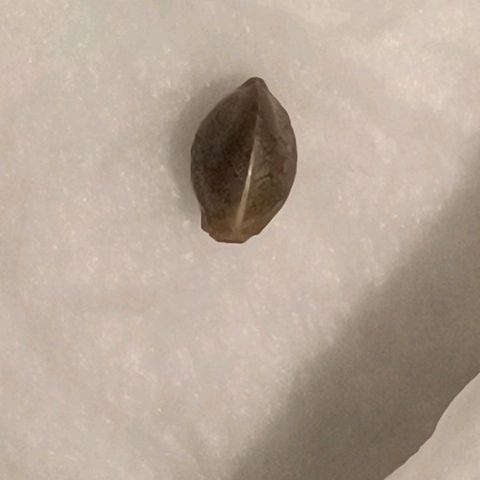 Sagrada Amnesia #2. 06 growlog photo: 21;40
Keimung – Sagrada Amnesia 🌱
Seeds waren 8 Stunden im Wasser, danach direkt ins feuchte Küchenpapier.
Samenschalen sauber hydratisiert, nachgedunkelt, Keimnaht gut sichtbar – genau der Punkt, an dem man nichts erzwingen sollte.
Über Nacht bleiben sie jetzt noch 10–12 Stunden im Tuch, dann geht’s direkt in die Erde, ca. 1 cm tief, locker bedeckt.
Substrat und Klima laufen stabil.
Ab hier macht die Natur den Job. Geduld an. 🌿