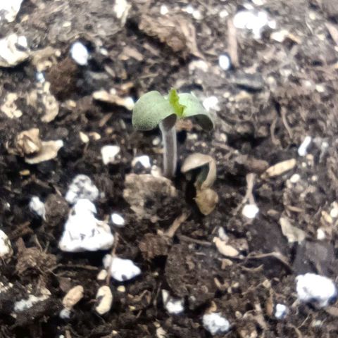 Sagrada Amnesia #2. 06 growlog timeline photo