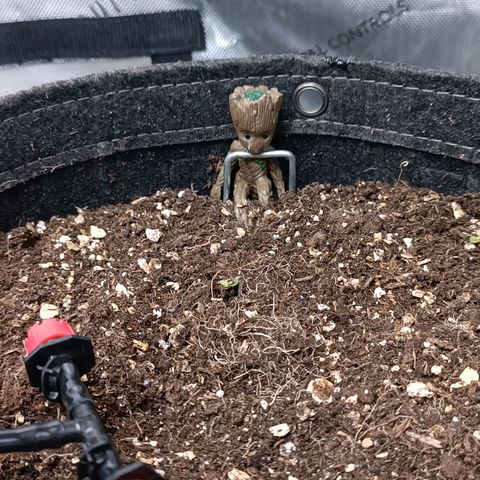 Sagrada Amnesia #1. 02 growlog timeline photo