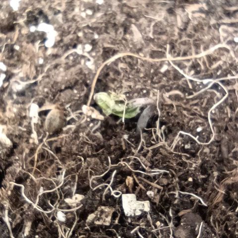 Sagrada Amnesia #1. 02 growlog timeline photo
