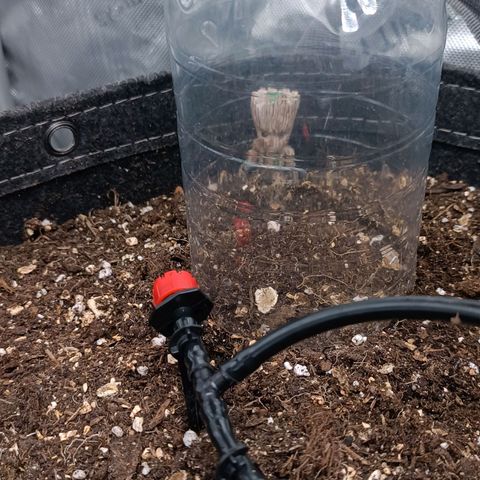 Sagrada Amnesia #3. 10 growlog timeline photo