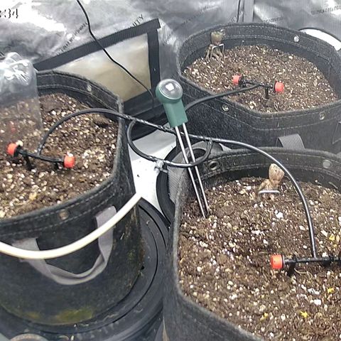 Sagrada Amnesia #2. 06 growlog timeline photo