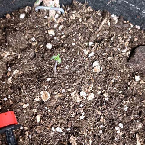 Sagrada Amnesia #3. 10 growlog timeline photo