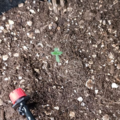 Sagrada Amnesia #1. 02 growlog timeline photo