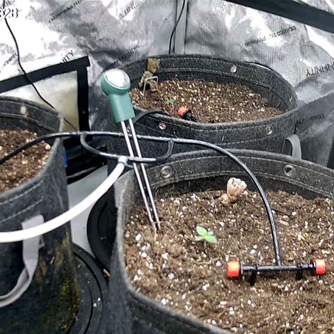 Sagrada Amnesia #2. 06 growlog timeline photo