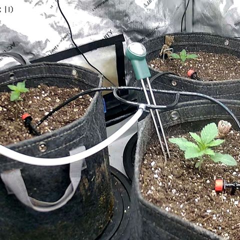 Sagrada Amnesia #2. 06 growlog timeline photo