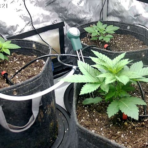 Sagrada Amnesia #2. 06 growlog timeline photo