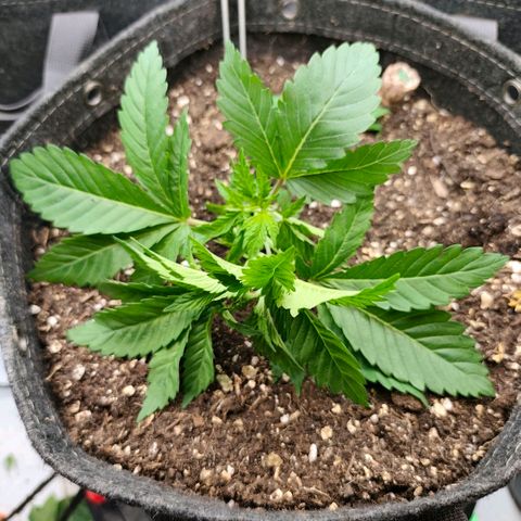 Sagrada Amnesia #2. 06 growlog timeline photo