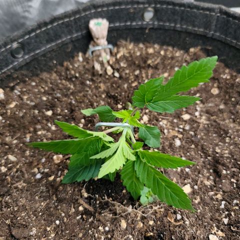 Sagrada Amnesia #3. 10 growlog timeline photo