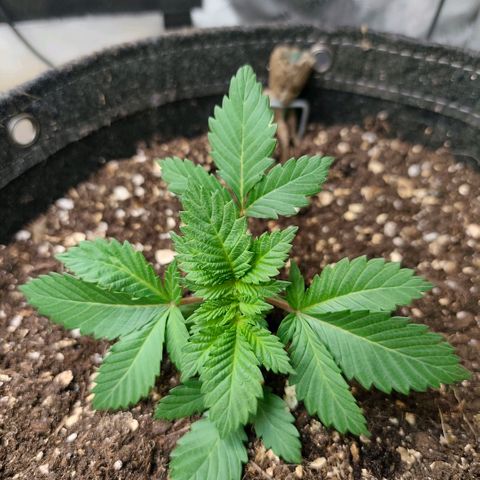 Sagrada Amnesia #1. 02 growlog timeline photo