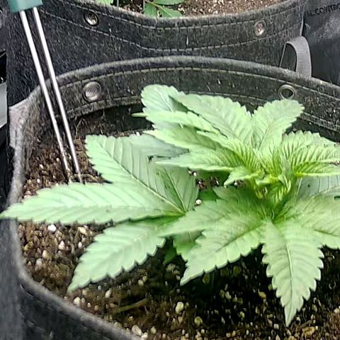 Sagrada Amnesia #2. 06 growlog timeline photo