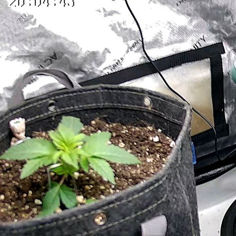 Sagrada Amnesia #3. 10 growlog timeline photo