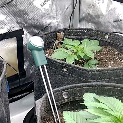 Sagrada Amnesia #1. 02 growlog timeline photo