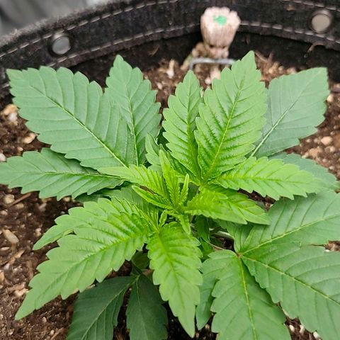 Sagrada Amnesia #3. 10 growlog timeline photo