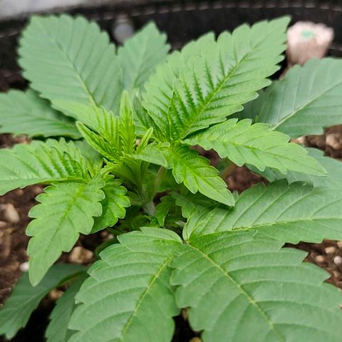 Sagrada Amnesia #3. 10 growlog timeline photo