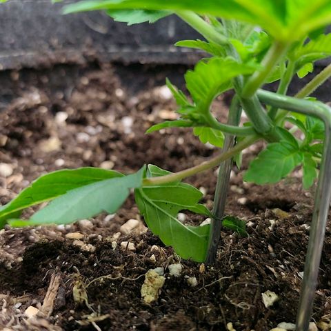 Sagrada Amnesia #3. 10 growlog timeline photo