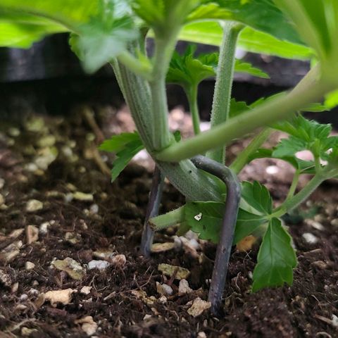 Sagrada Amnesia #2. 06 growlog timeline photo