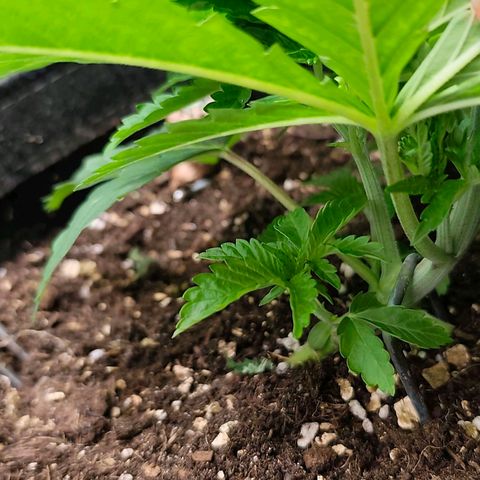Sagrada Amnesia #2. 06 growlog timeline photo