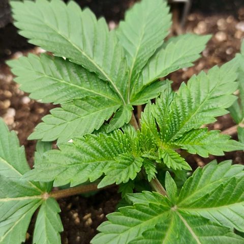 Sagrada Amnesia #1. 02 growlog timeline photo
