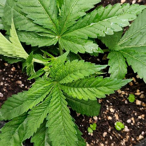 Sagrada Amnesia #2. 06 growlog photo: Nach lst