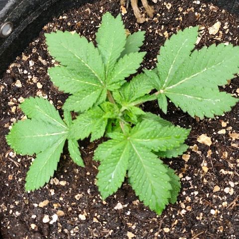 Sagrada Amnesia #1. 02 growlog timeline photo