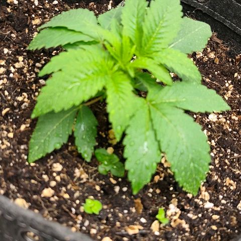 Sagrada Amnesia #3. 10 growlog timeline photo