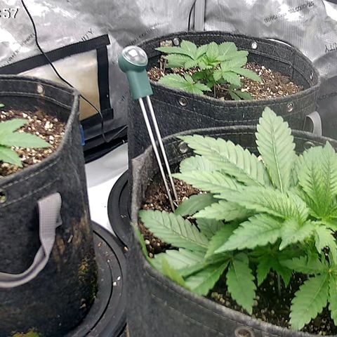 Sagrada Amnesia #2. 06 growlog timeline photo
