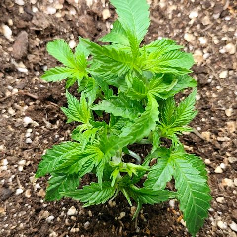 Sagrada Amnesia #2. 06 growlog timeline photo