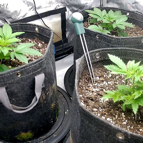 Sagrada Amnesia #2. 06 growlog timeline photo