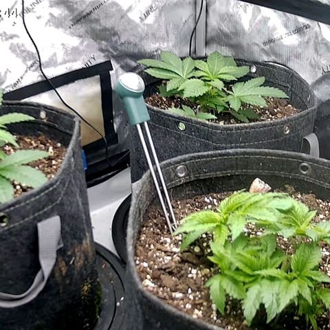 Sagrada Amnesia #2. 06 growlog timeline photo