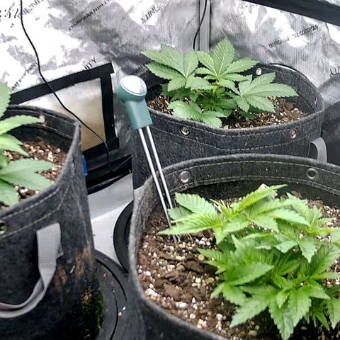 Sagrada Amnesia #2. 06 growlog timeline photo