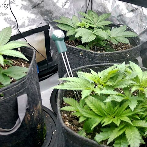 Sagrada Amnesia #2. 06 growlog timeline photo