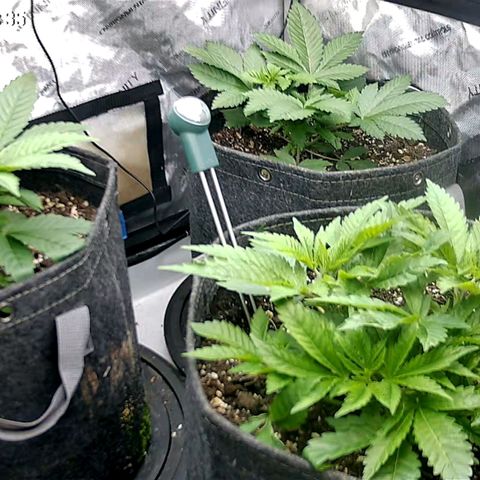 Sagrada Amnesia #2. 06 growlog timeline photo