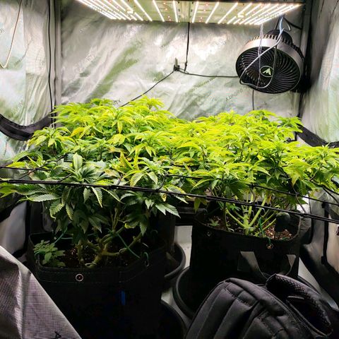 Sagrada Amnesia #2. 06 growlog timeline photo