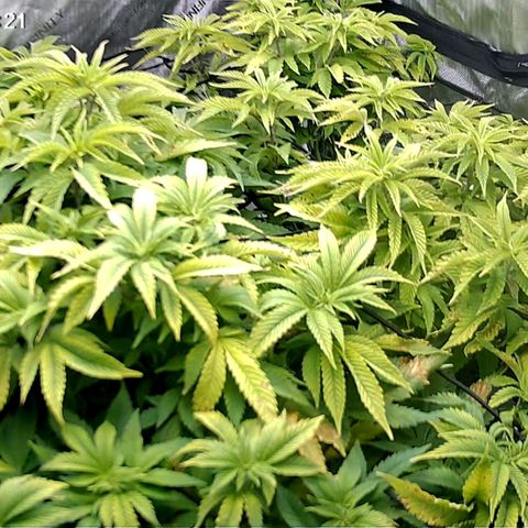 Sagrada Amnesia #2. 06 growlog timeline photo