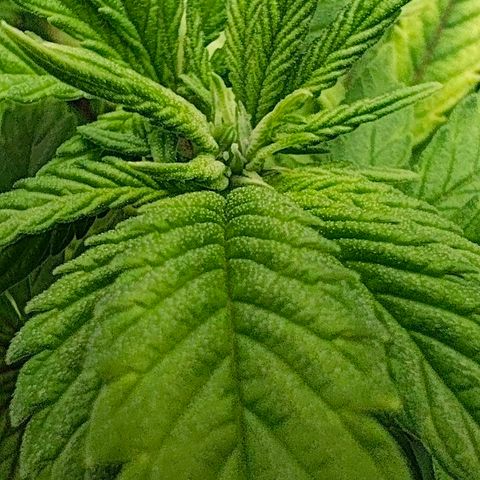 Sagrada Amnesia #2. 06 growlog timeline photo