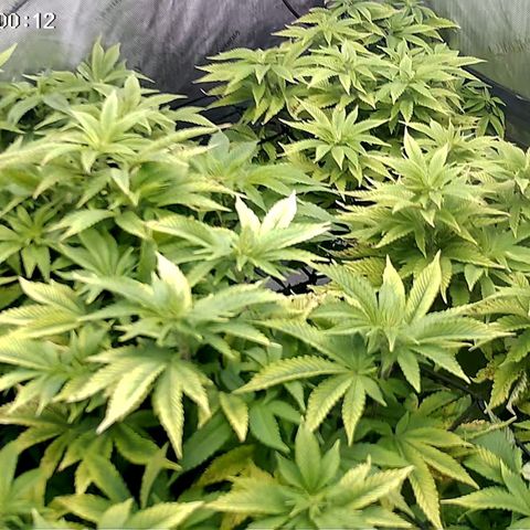 Sagrada Amnesia #2. 06 growlog timeline photo