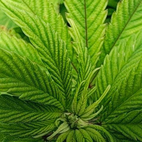 Sagrada Amnesia #2. 06 growlog timeline photo