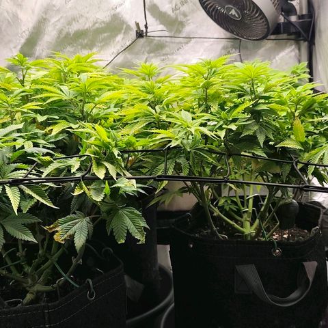 Sagrada Amnesia #2. 06 growlog timeline photo