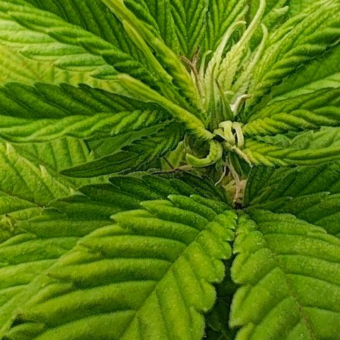 Sagrada Amnesia #2. 06 growlog timeline photo