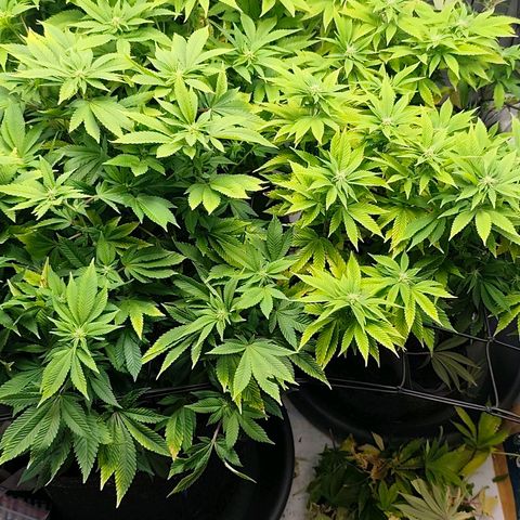 Sagrada Amnesia #2. 06 growlog timeline photo