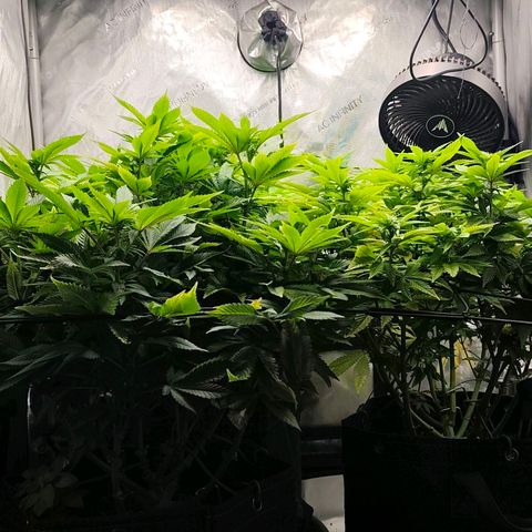 Sagrada Amnesia #2. 06 growlog timeline photo