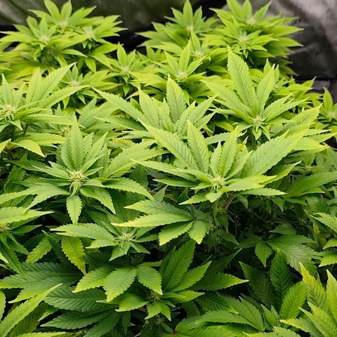 Sagrada Amnesia #2. 06 growlog timeline photo