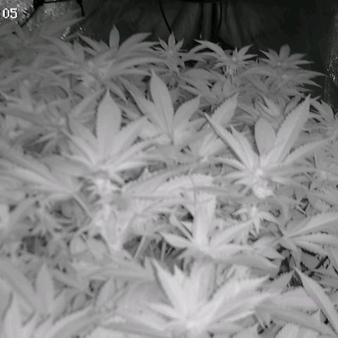 Sagrada Amnesia #2. 06 growlog timeline photo