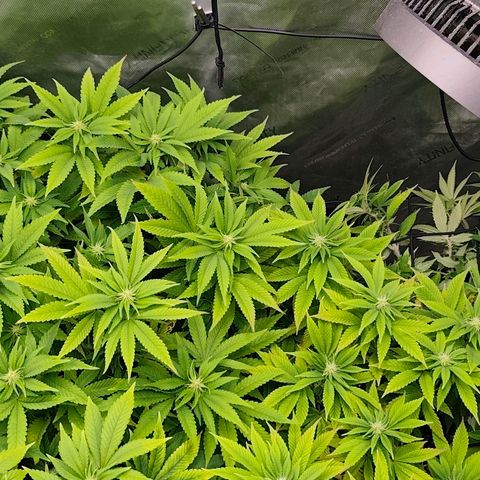 Sagrada Amnesia #2. 06 growlog timeline photo