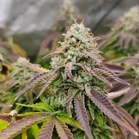 Sagrada Amnesia #1. 02 growlog timeline photo