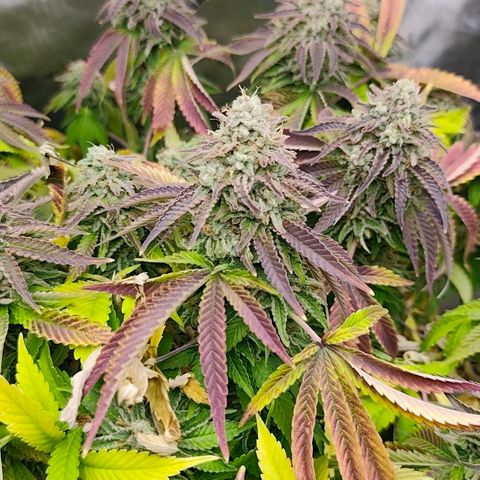 Sagrada Amnesia #1. 02 growlog timeline photo