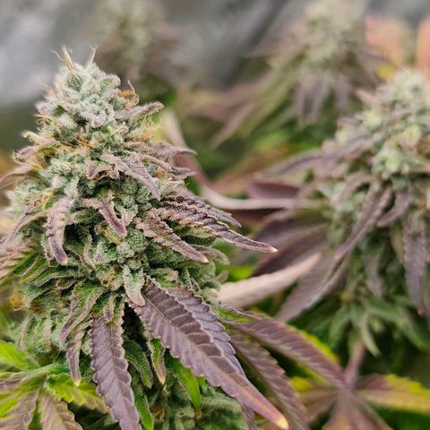 Sagrada Amnesia #1. 02 growlog timeline photo