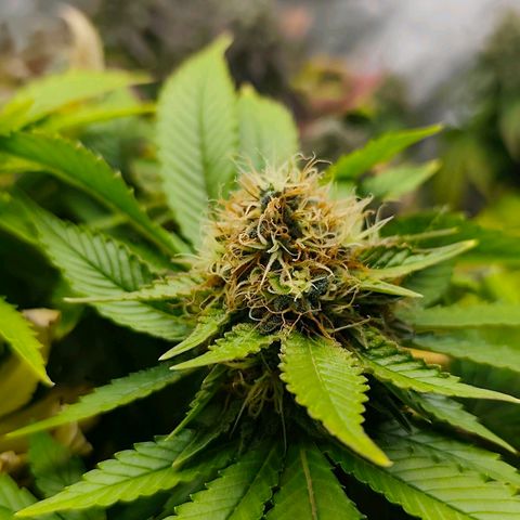 Sagrada Amnesia #3. 10 growlog timeline photo