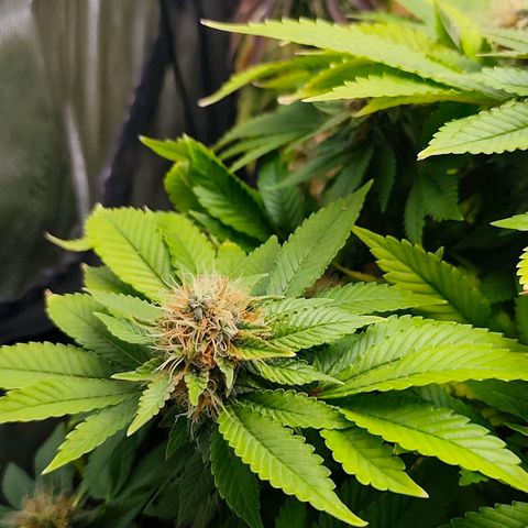 Sagrada Amnesia #3. 10 growlog timeline photo